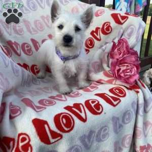 Violet, West Highland Terrier Puppy