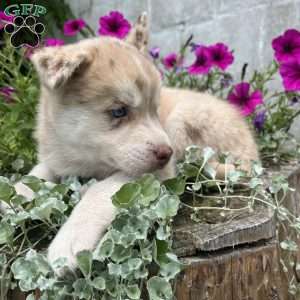 Knox, Pomsky Puppy