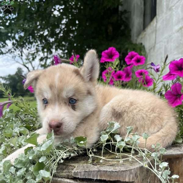 Knox, Pomsky Puppy