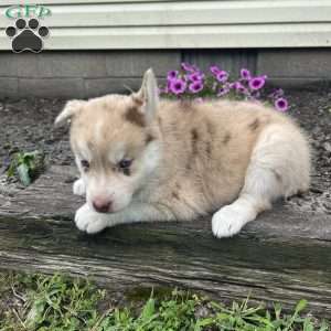 Knox, Pomsky Puppy