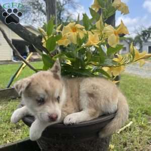 Knox, Pomsky Puppy