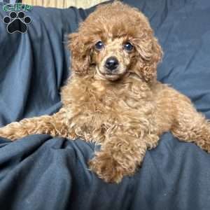 Tonya, Toy Poodle Puppy