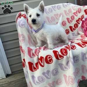 Violet, West Highland Terrier Puppy
