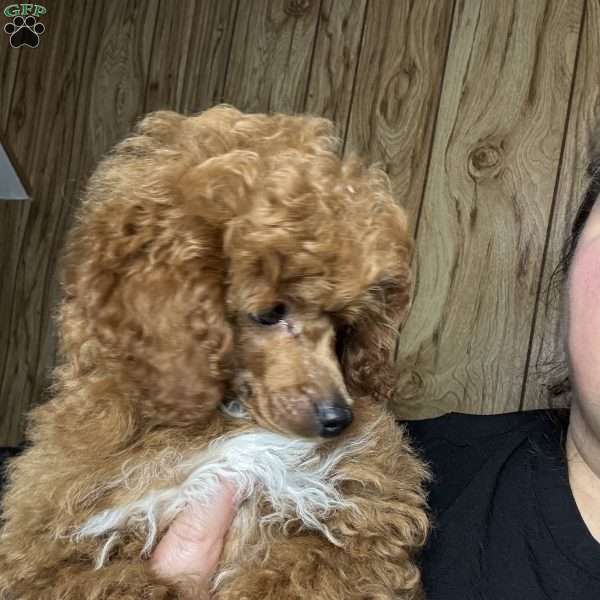 Toby, Toy Poodle Puppy