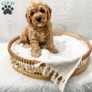 Jordan, Cavapoo Puppy
