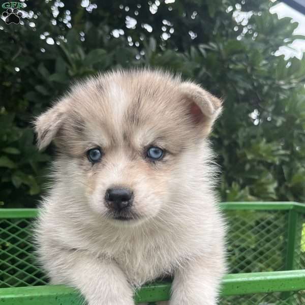 Klaus, Pomsky Puppy