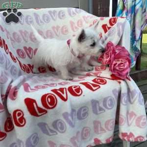 Vickie, West Highland Terrier Puppy