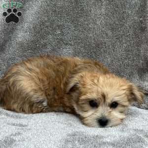 Markie, Morkie / Yorktese Puppy