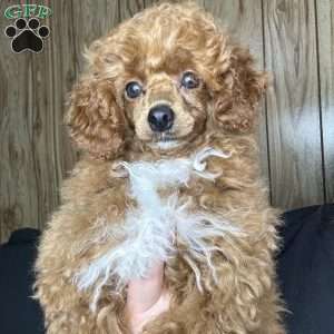 Toby, Toy Poodle Puppy