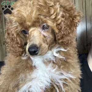 Toby, Toy Poodle Puppy