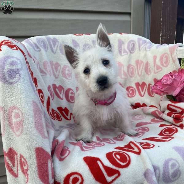 Vickie, West Highland Terrier Puppy