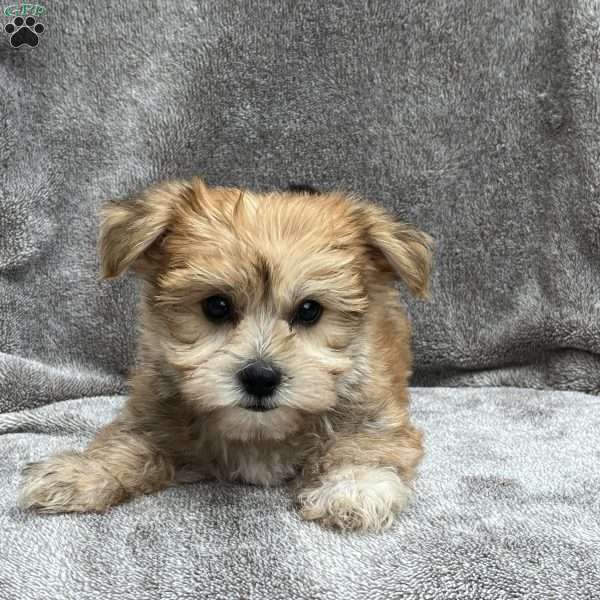 Markie, Morkie / Yorktese Puppy
