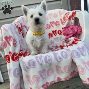 Vanilla, West Highland Terrier Puppy