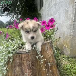 Klaus, Pomsky Puppy