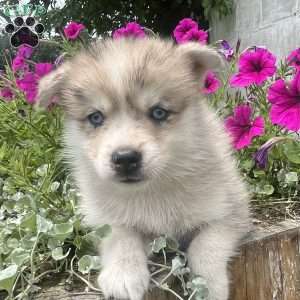 Klaus, Pomsky Puppy