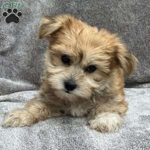 Markie, Morkie / Yorktese Puppy