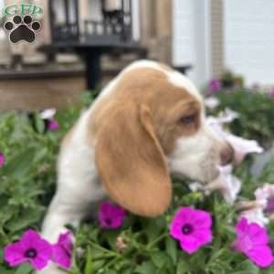 Brady, Beagle Puppy