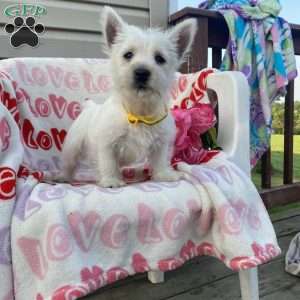 Vanilla, West Highland Terrier Puppy