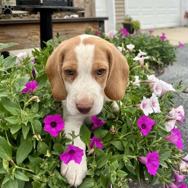 Brady, Beagle Puppy