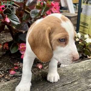 Brady, Beagle Puppy