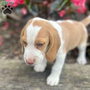 Brady, Beagle Puppy