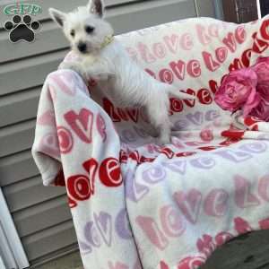 Vanilla, West Highland Terrier Puppy