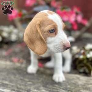 Brady, Beagle Puppy