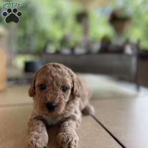 Lucy, Mini Goldendoodle Puppy