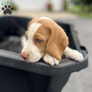 Brady, Beagle Puppy