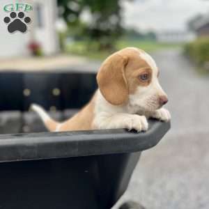 Brady, Beagle Puppy