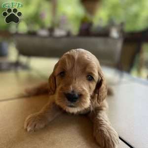 Koda, Mini Goldendoodle Puppy