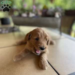 Koda, Mini Goldendoodle Puppy