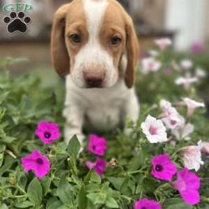 Brody, Beagle Puppy