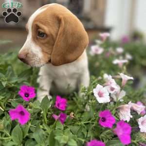 Brody, Beagle Puppy