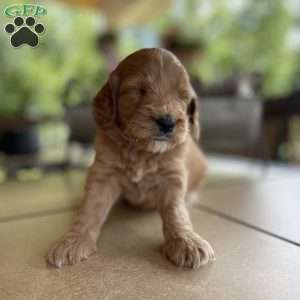Koda, Mini Goldendoodle Puppy