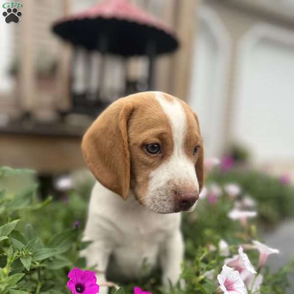 Brody, Beagle Puppy
