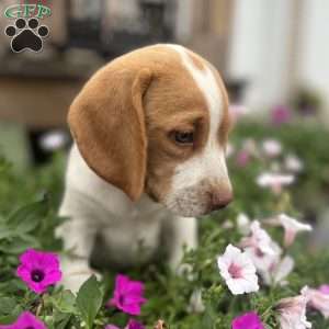 Brody, Beagle Puppy