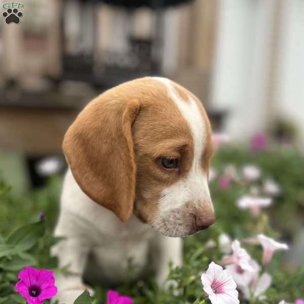 Brady, Beagle Puppy