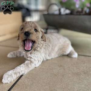 Winnie, Mini Goldendoodle Puppy