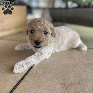 Winnie, Mini Goldendoodle Puppy