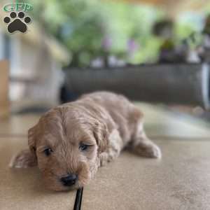 Scout, Mini Goldendoodle Puppy
