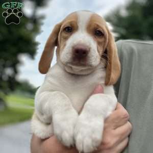 Brody, Beagle Puppy