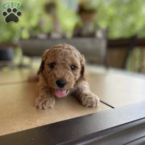 Buck, Mini Goldendoodle Puppy