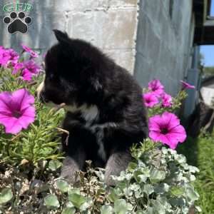 Paige, Pomsky Puppy
