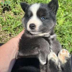 Paige, Pomsky Puppy