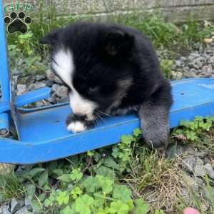 Paige, Pomsky Puppy