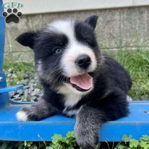 Paige, Pomsky Puppy