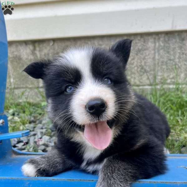 Paige, Pomsky Puppy