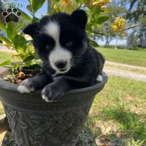 Paige, Pomsky Puppy