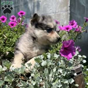 Penny, Pomsky Puppy